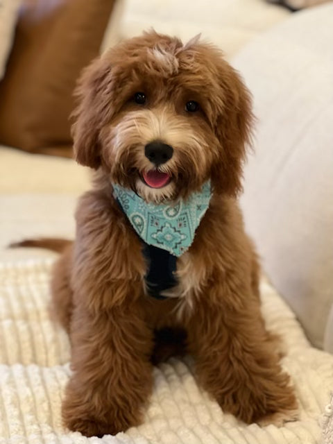 Introduction to Veterinary Medicine Honors